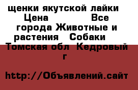 щенки якутской лайки › Цена ­ 15 000 - Все города Животные и растения » Собаки   . Томская обл.,Кедровый г.